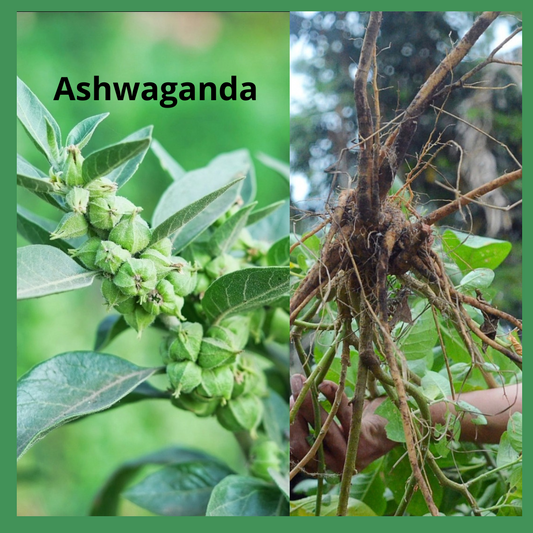 Ashwaganda The Radiant Root