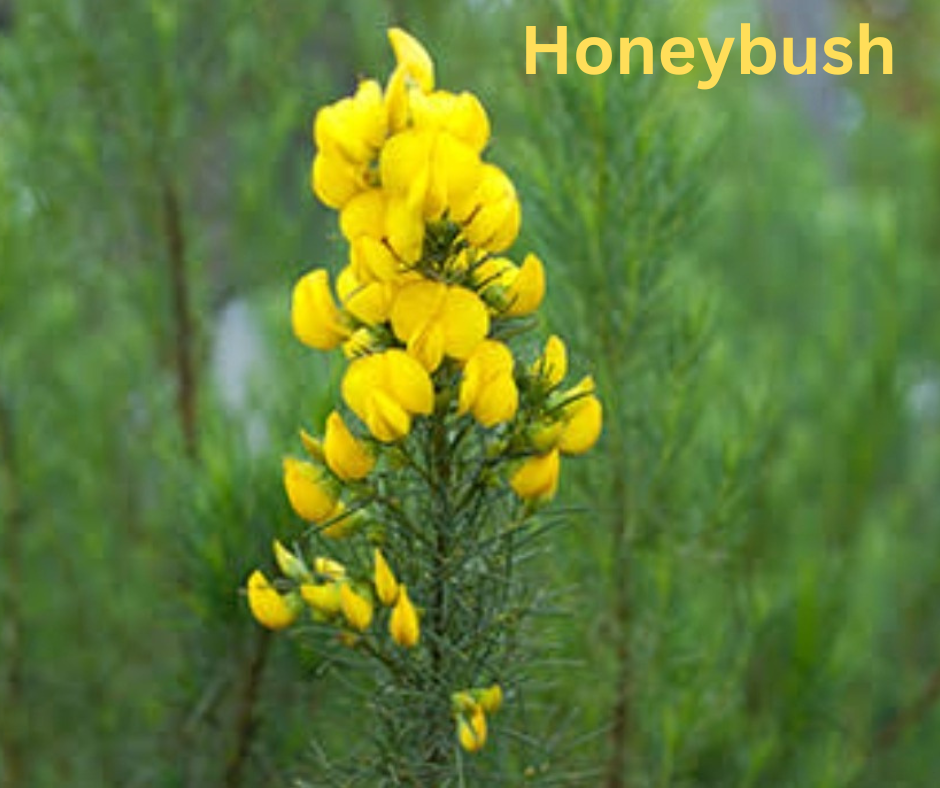 Honeybush dried herb