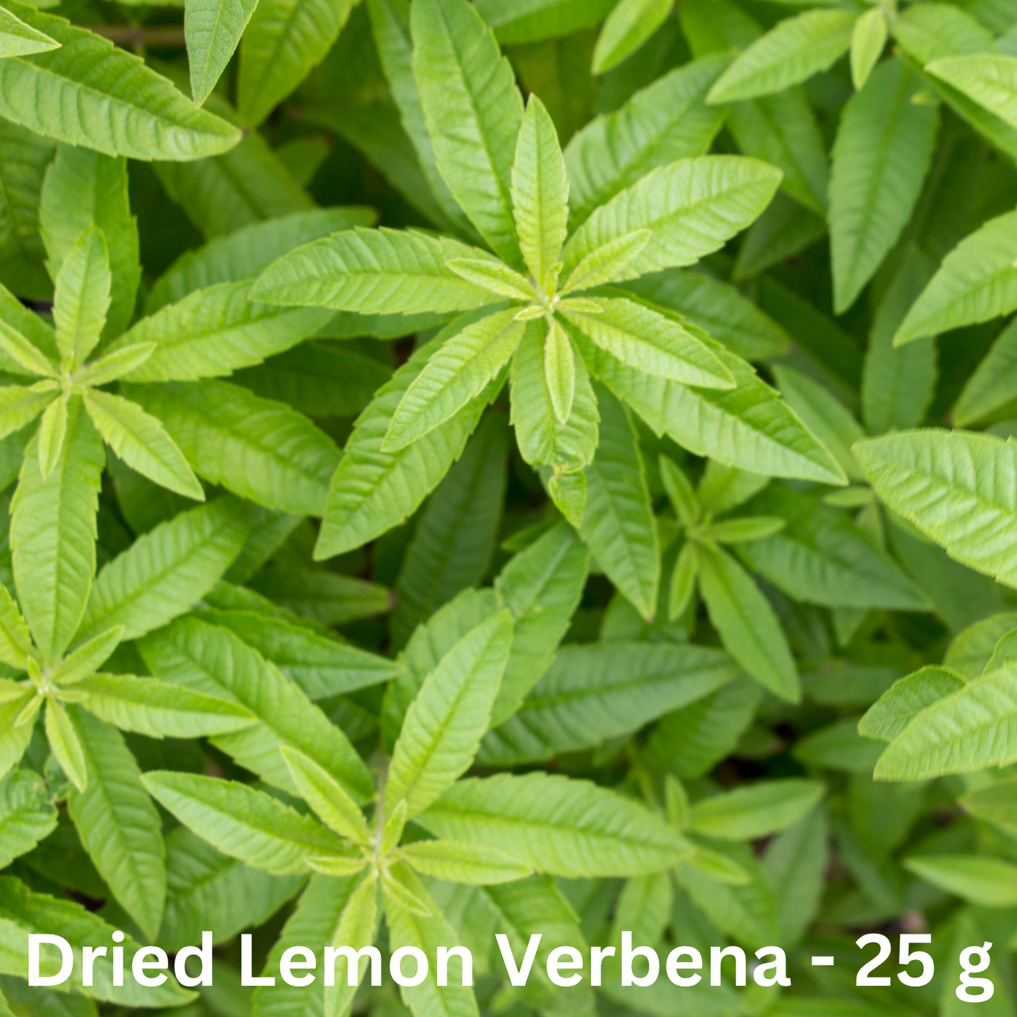 Dried Lemon Verbena