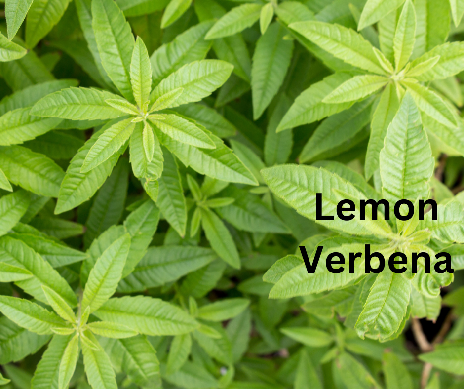 Dried Lemon Verbena