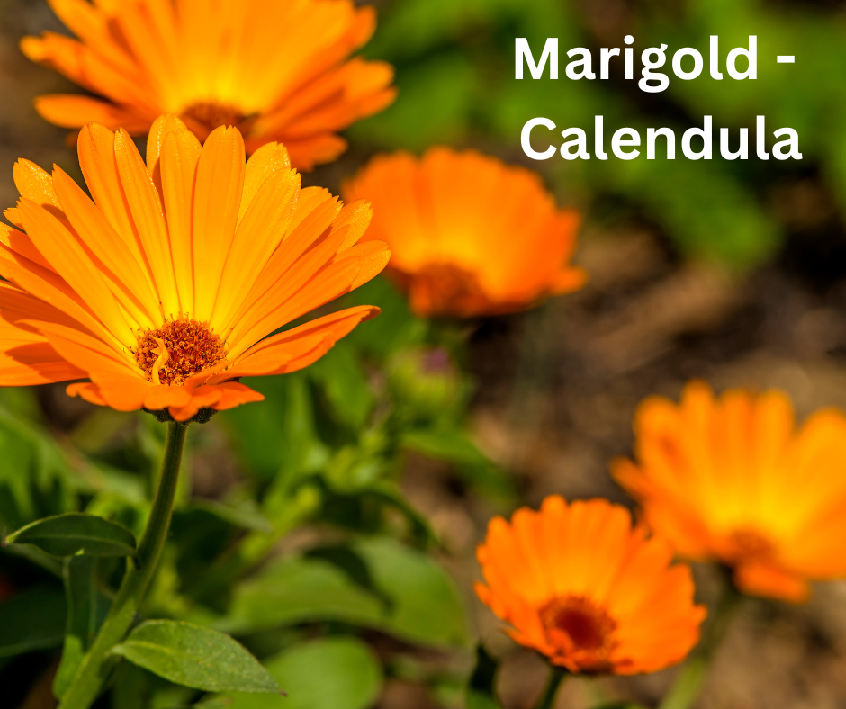 Dried Marigold - Calendula flowers