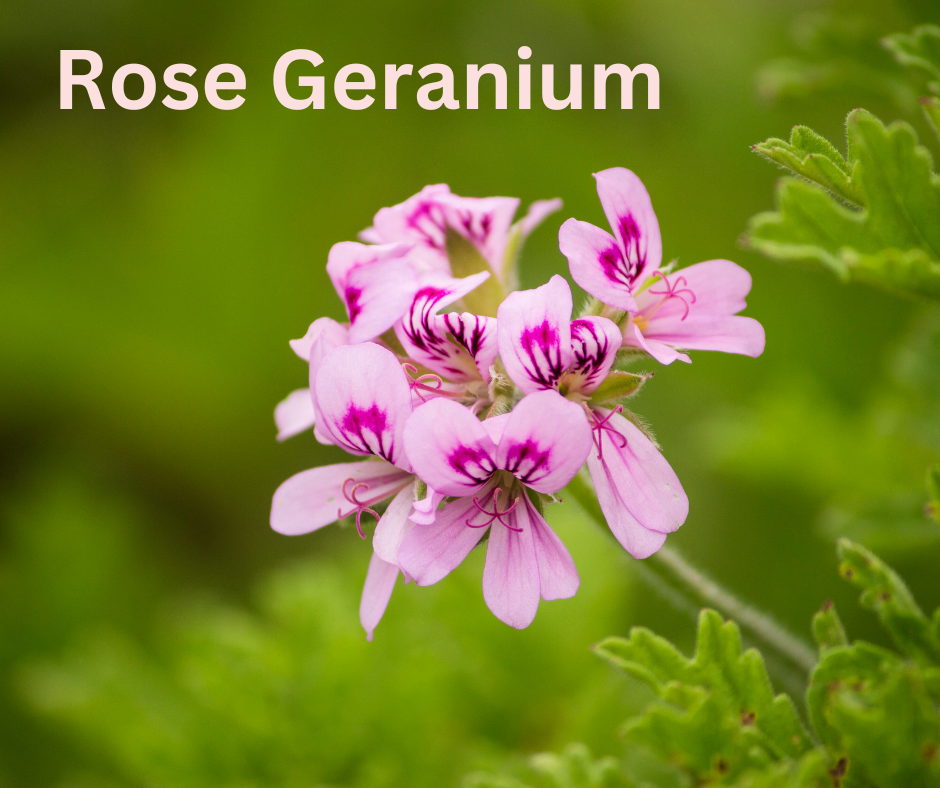 Rose Geranium Dried Herbs