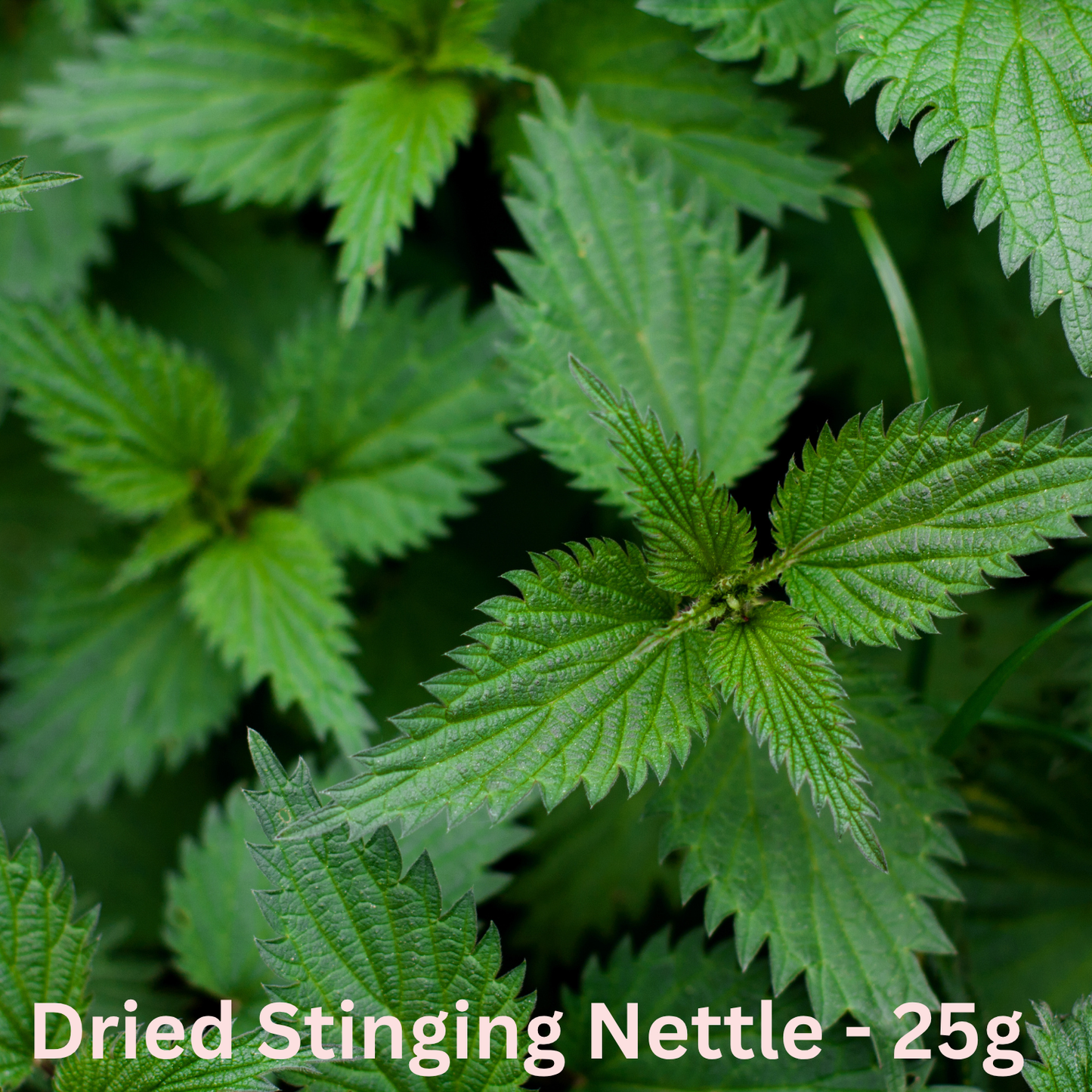 Stinging Nettle Dried Herb