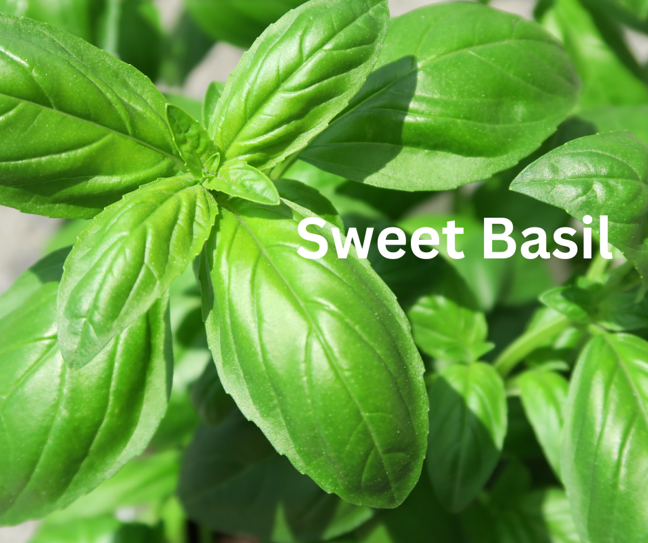 Sweet Basil Dried Herb