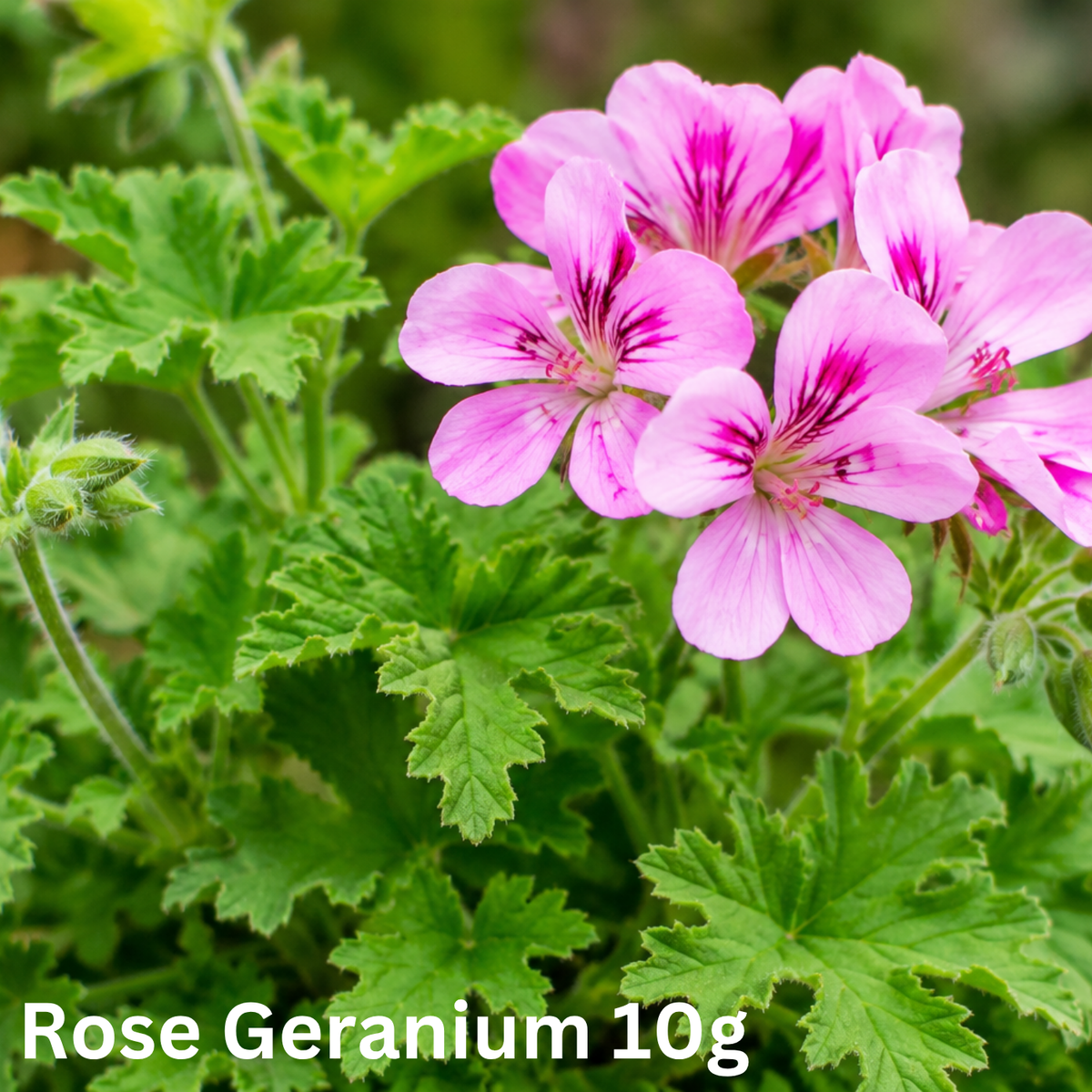 Rose Geranium Dried Herbs