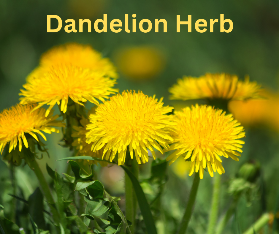 Nature's Yellow Powerhouse - Dandelions!