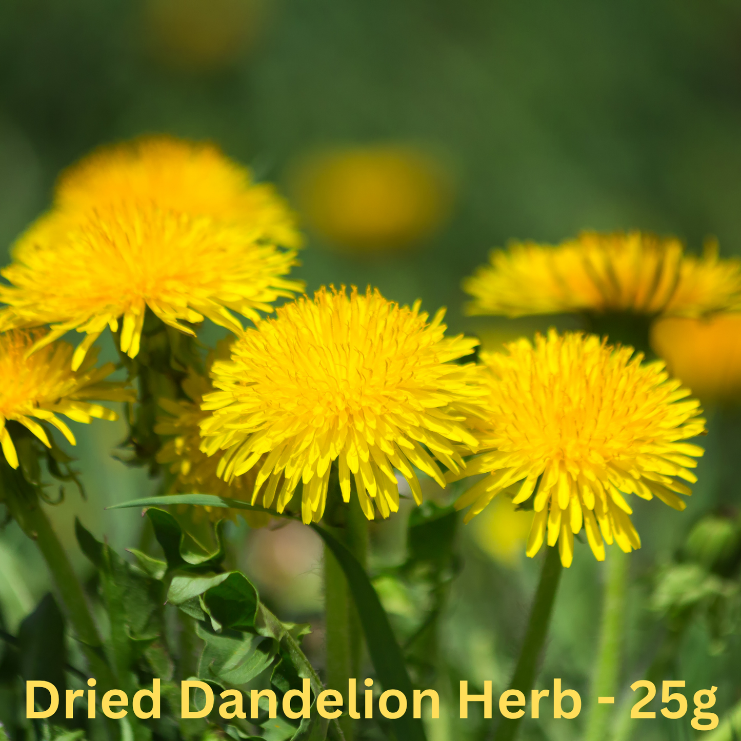 Dandelion Dried Herbs
