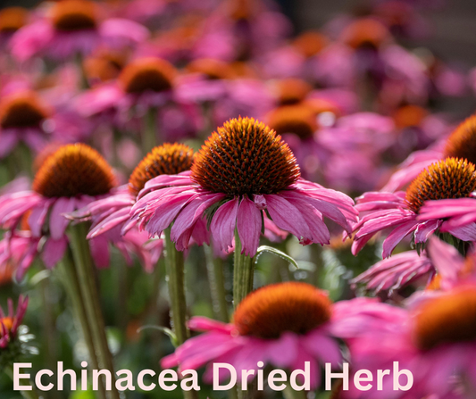 Echinacea Dried Herb