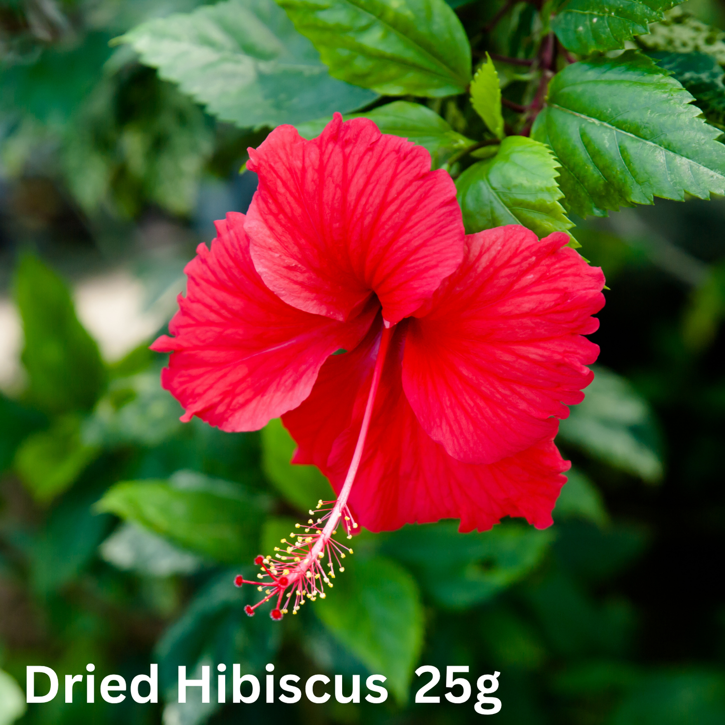 Dried Hibiscus