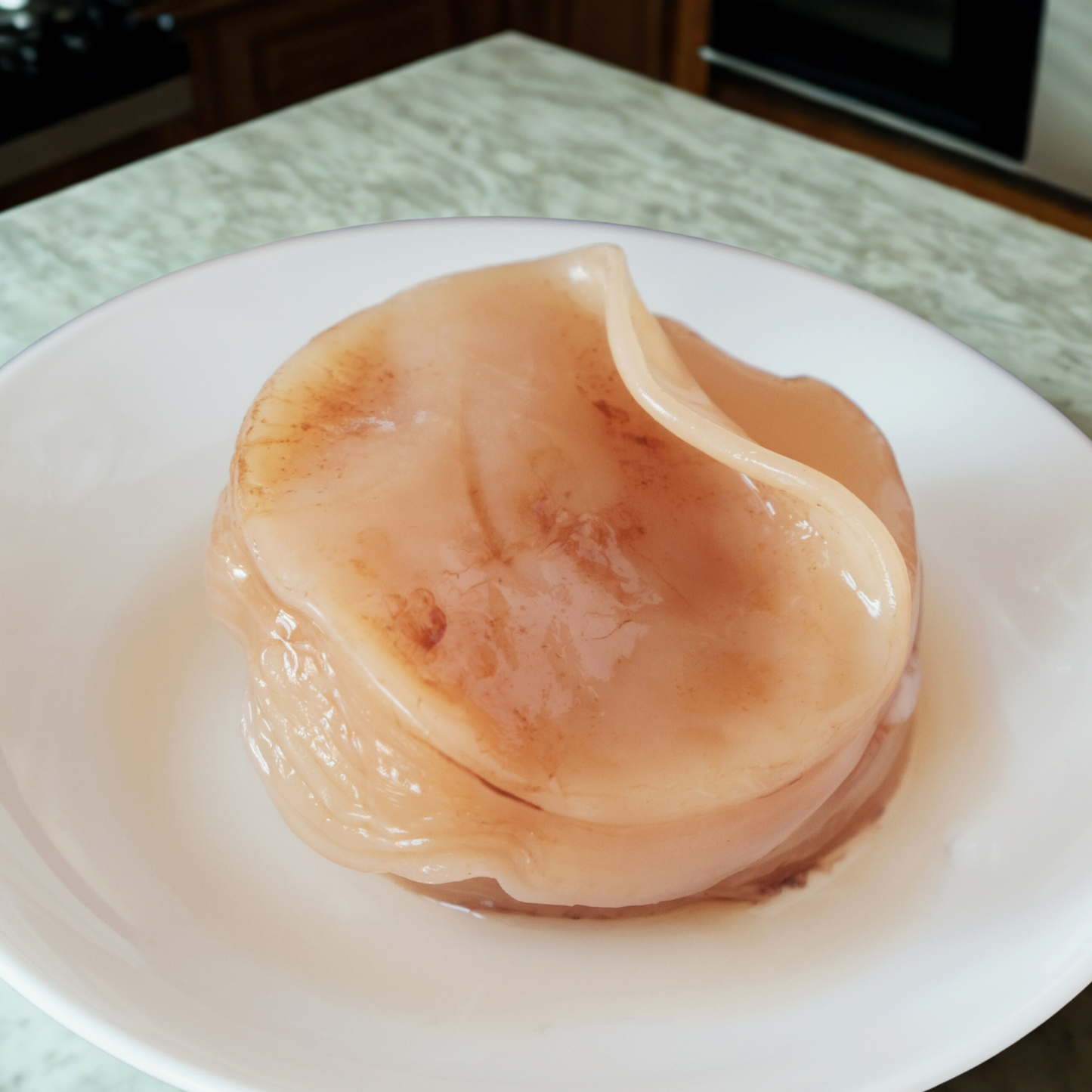 Pure Kombucha Scoby
