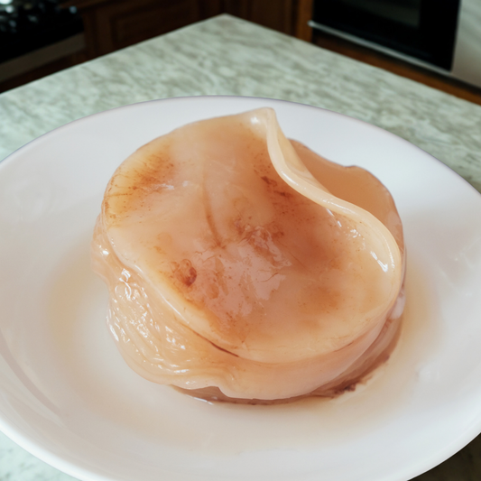 Pure Kombucha Scoby
