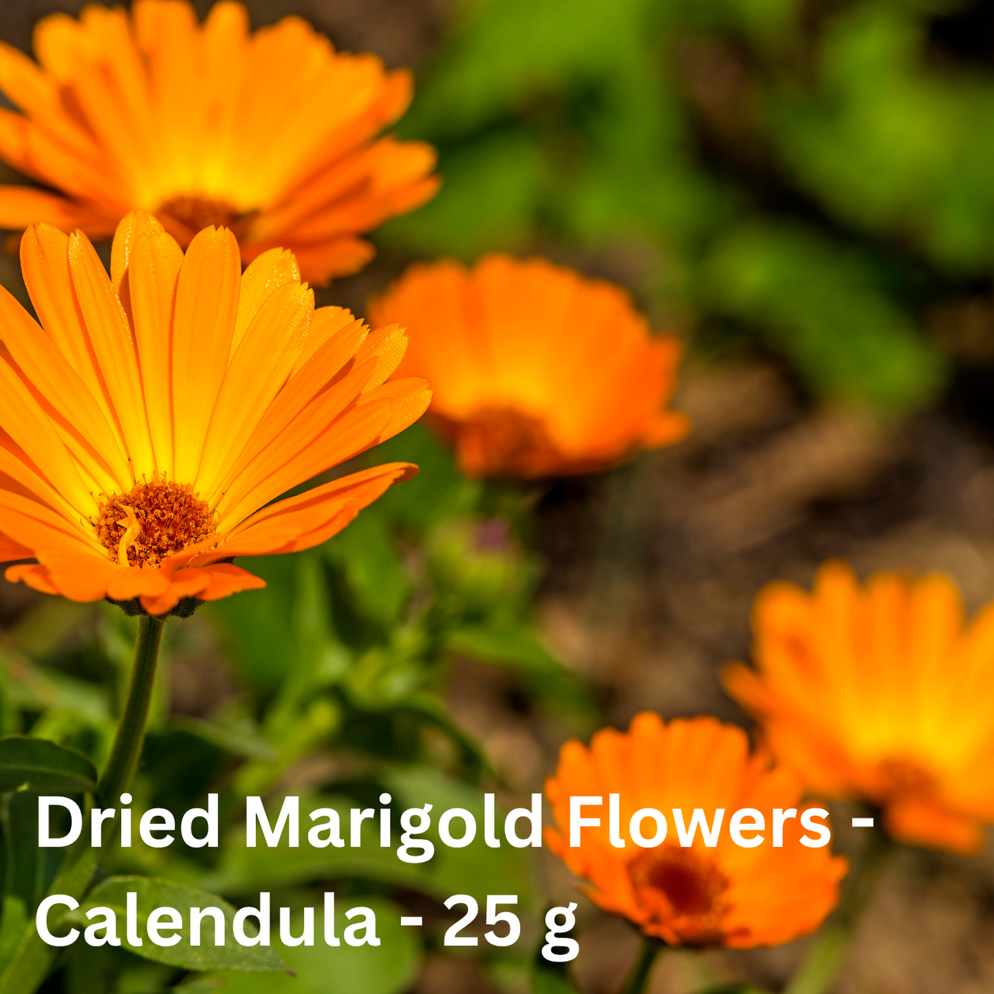 Dried Marigold - Calendula flowers